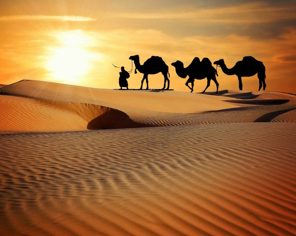 Camel’s humps are made up of fat. African Perspectives